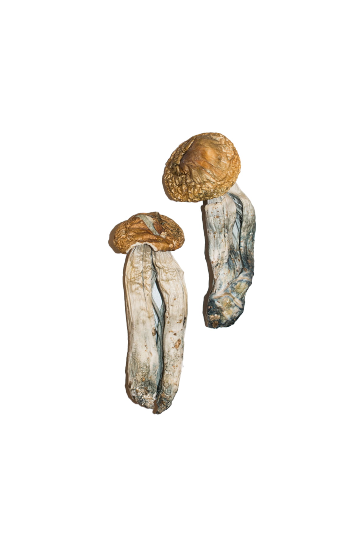 big mex mushrooms